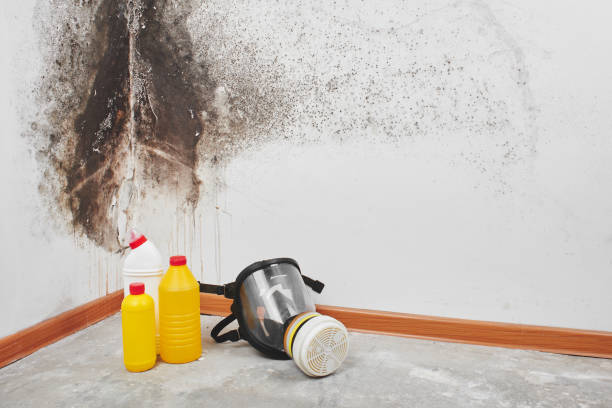 Trusted Clinton, MI Mold Removal Experts