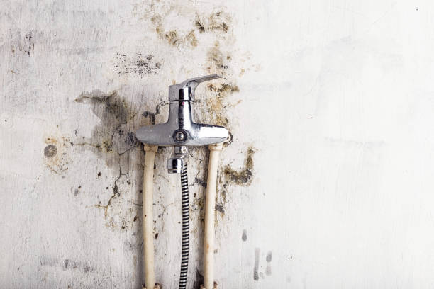 Best Mold Removal Company Near Me  in Clinton, MI
