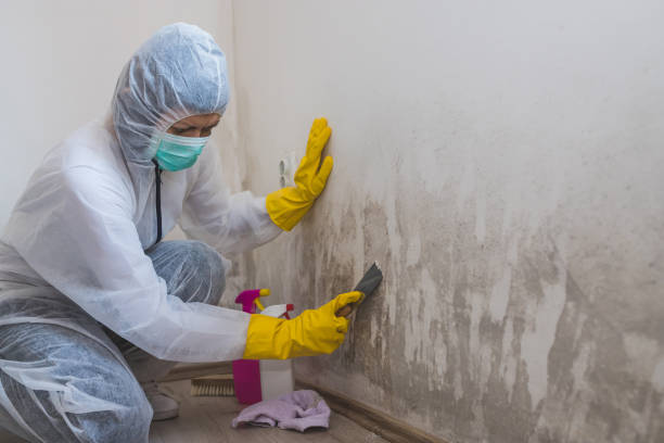 Best Attic Mold Removal  in Clinton, MI