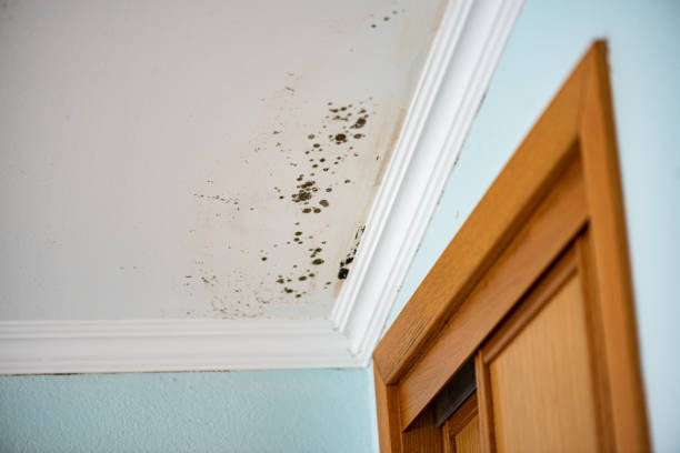 Best Mold Removal Near Me  in Clinton, MI