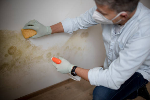 Best Mold Testing  in Clinton, MI