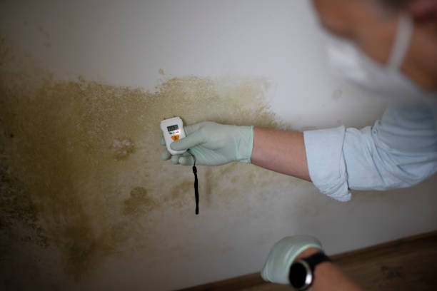 Best Office Mold Removal Services  in Clinton, MI