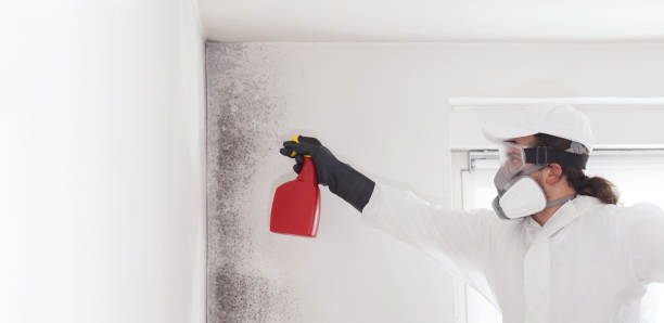 Best Mold Damage Repair  in Clinton, MI