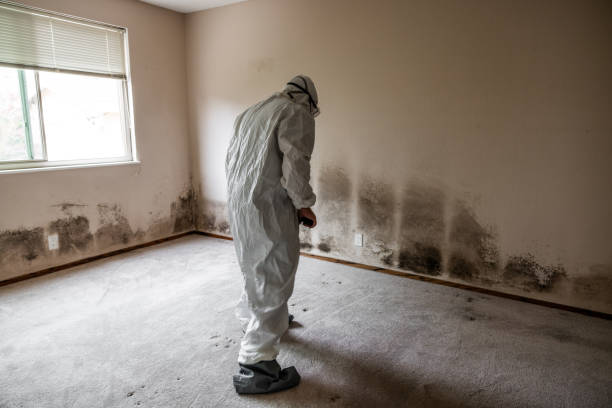  Clinton, MI Mold Removal Pros