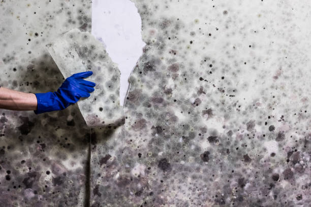 Best Best Mold Removal Companies  in Clinton, MI