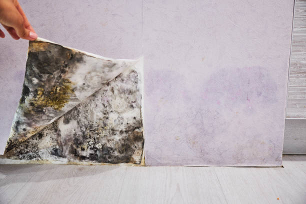 Best Mold Testing  in Clinton, MI